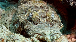 Sipadan_2015_Poisson crocodile de Beaufort_Cymbacephalus beauforti_IMG_2733_rc